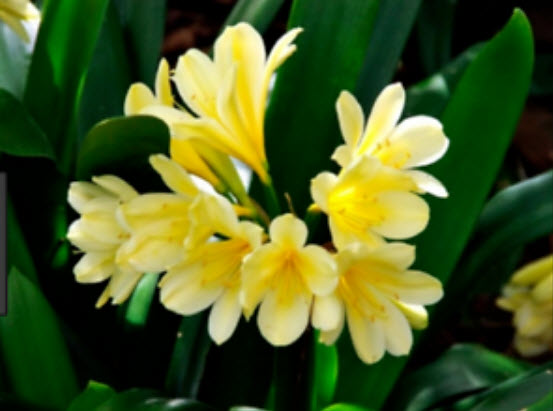 คลีเวีย (Clivia) เหลือง / 5 เม็ด