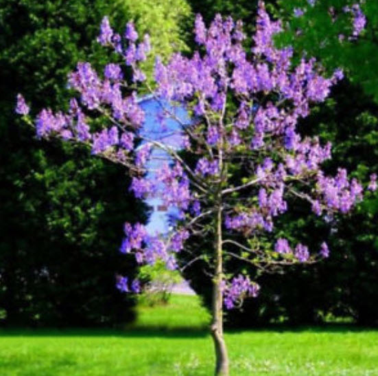 ศรีตรัง (Jacaranda) สีม่วง / 300 เม็ด (นอก)