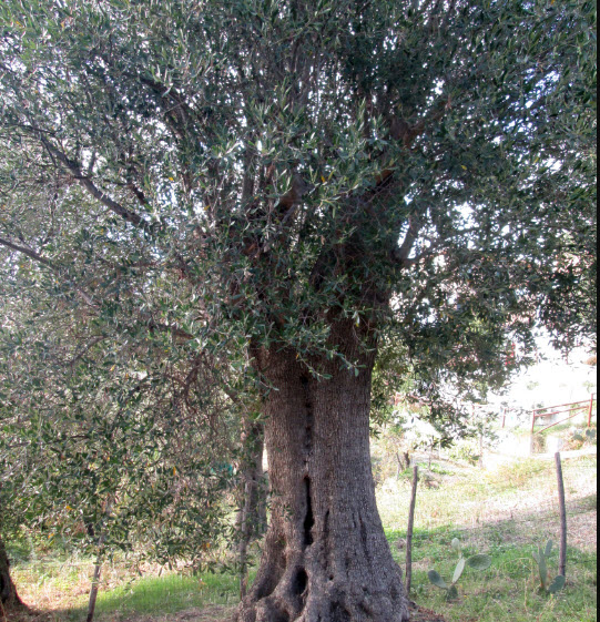 ต้นมะกอกโอลีฟ สายพันธุ์ พิสซิออตตาน่า (Pisciottana olive) อิตาลี สูง 100-120 ซ.ม.