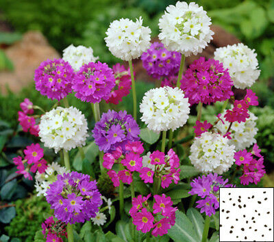 พริมโรส ดรัมสติ๊ค (Primrose Drumstick) คละ / 450 เม็ด (UK)