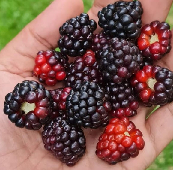 ต้นกล้า แบล๊คเบอรี่ (Blackberry) พันธุ์ไร้หนาม / ต้น