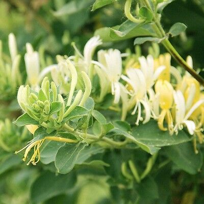 สายน้ำผึ้งญี่ปุ่น (Japanese Honeysuckle) / 20 เม็ด (นอก)