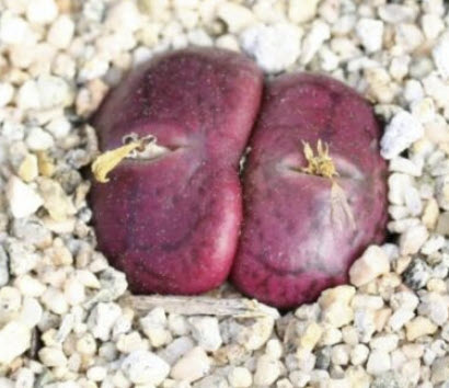 โคโน มูก้า (Conophytum maughanii) สีม่วง / 5 เม็ด (France)