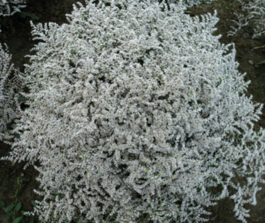 เยอรมัน สแตติส (German Statice) / 100 เม็ด (UK)