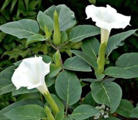 ลำโพงขาว (Datura metel) / 25 เม็ด (Ukraine)