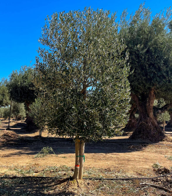 ต้นมะกอก มะกอกโอลีฟ พันธุ์ Leccino จากอิตาลี ไซส์ใหญ่ ทรงพุ่ม สูง 80-100 ซ.ม.