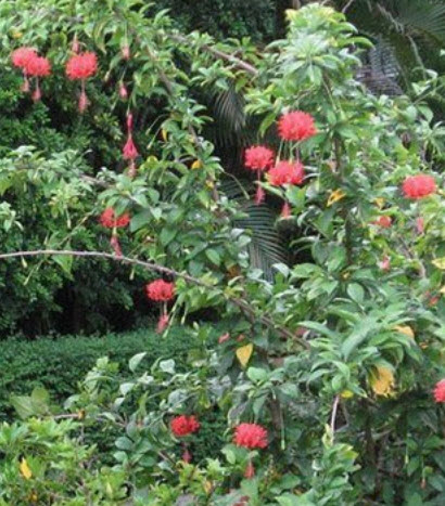 ต้นพู่ระหง ดอกฝอย กระถาง 8-10 นิ้ว สูง 40-60 ซ.ม.