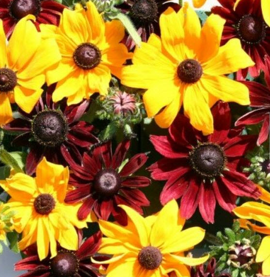 แววตา (Golden Coneflower) คละ / 1,000 เม็ด (UK)