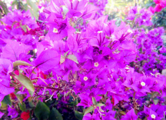 เฟื่องฟ้าสีม่วง (Purple Bougainvillea) / 50 เม็ด