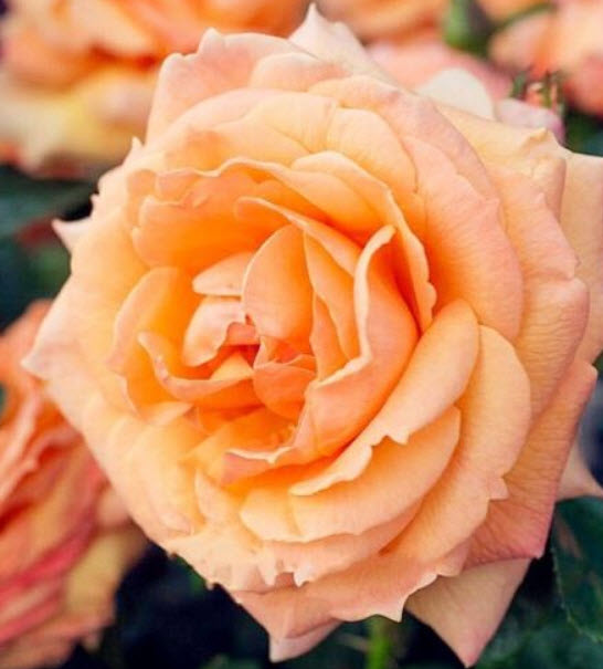 กุหลาบพวงสีส้ม พันธุ์ Lady Marmalade / 50 เม็ด (นอก)