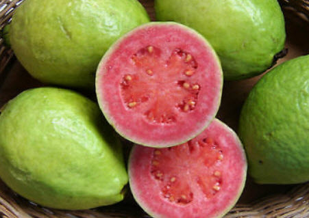 ฝรั่งแอปเปิ้ลไส้แดง (Apple Guava) / 10 เม็ด (France)