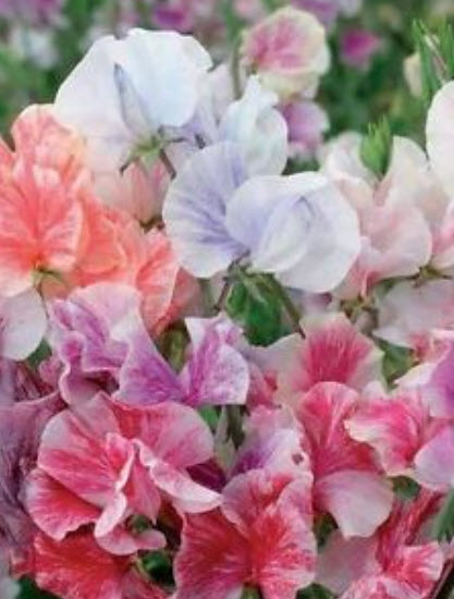 สวีทพี เฮฟเว่น เซนส์ (Sweet Pea Heaven Scent) คละ 20 เม็ด (UK)