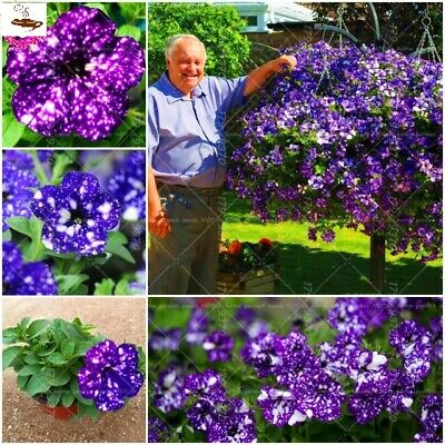 พิทูเนีย บลูสกาย (Blue Sky Petunia) / 100 เม็ด