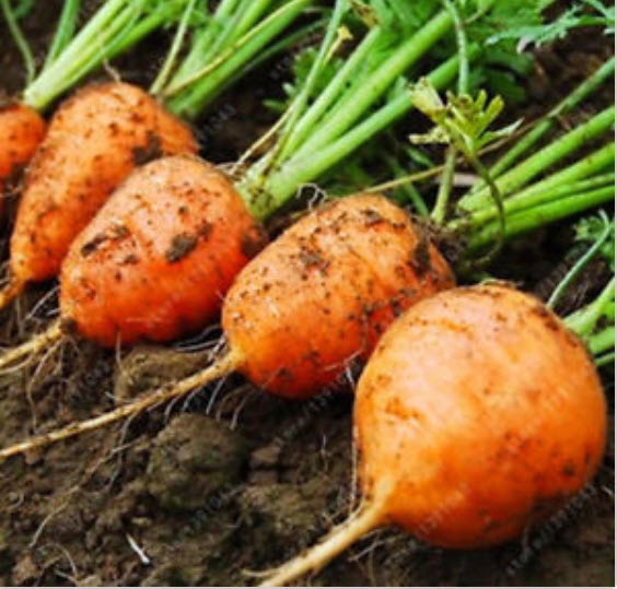 แครอท ปาริเซียน (Parisian carrot) ลูกกลมสีส้ม / 200 เม็ด