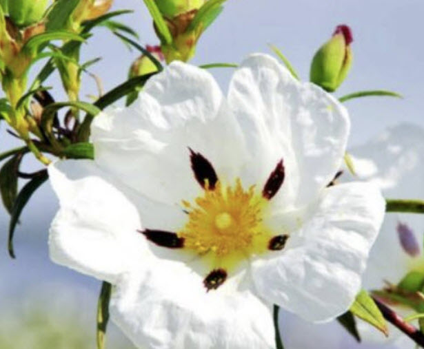 กัมร็อคโรส (Gum rockrose / Cistus ladanifer) / 200 เม็ด (France) *