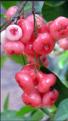 ต้นชมพู่พลาสติก สีแดง สูง 35-50 ซ.ม.