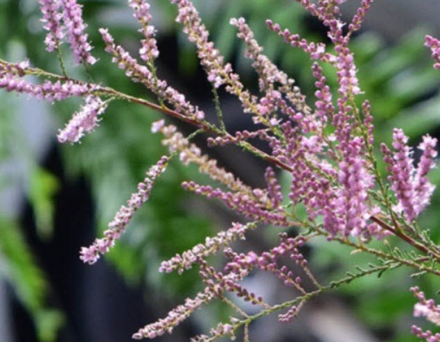 ต้นสนชมพู สนดอกชมพู สนทามาริกซ์ (Tamarix Rosea) กระถาง 10 นิ้ว สูง 75-100 ซ.ม.