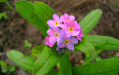 อัลไพน์ ฟอร์เก็ตมีน็อท (Alpine Forget-me-not) สีชมพู / 1,000 เม็ด (UK)