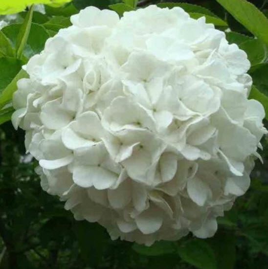 ไฮเดรนเยีย (Hydrangea) สีขาว / 10 เม็ด (UK)