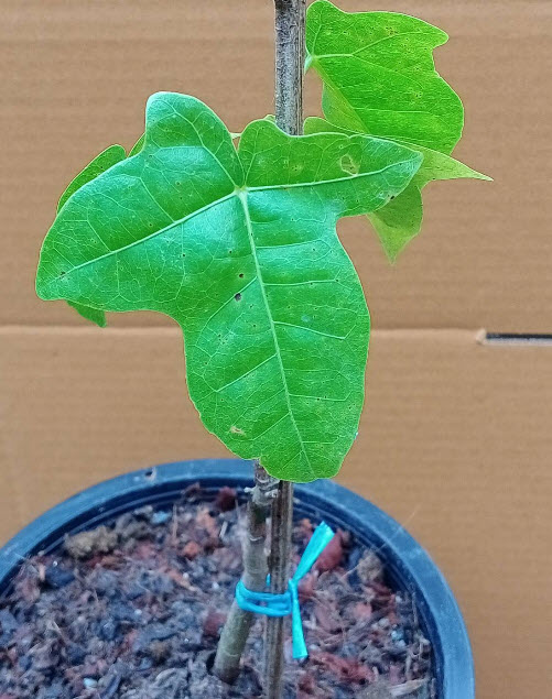 ต้นเพลิงภาณุ เปลวพระเพลิง สูง 35-50 ซ.ม.