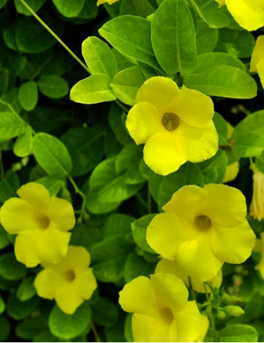 ต้นจันทร์กระจ่างฟ้า กระถาง 8 นิ้ว / ต้น