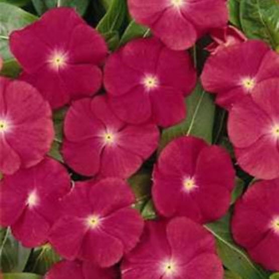 แพงพวย (Vinca) สีแดง / 50 เม็ด (USA)