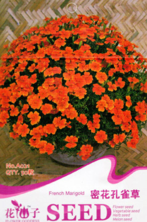 ดาวเรืองฝรั่งเศส สีส้ม ซอง 50 เม็ด (A021)