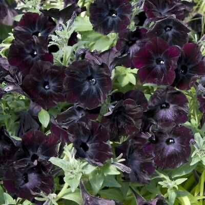 พิทูเนียดำ (Black Petunia) / 50 เม็ด