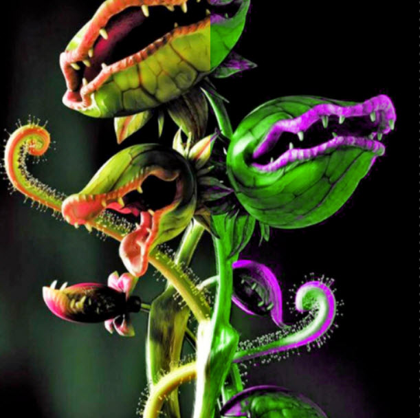 กาบหอยแครงยักษ์ (Giant Venus Flytrap) คละสี / 50 เม็ด