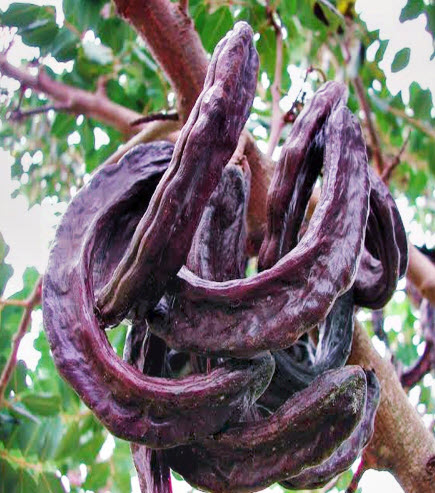 คารอป (Carob) พืชใช้แทนช็อคโกแลตท โกโก้ ไม่มีคาเฟอีน / 20 เม็ด (Algeria)