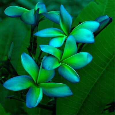 ลีลาวดี (Plumeria) คละ 4 สี / 25 เม็ด (นอก)