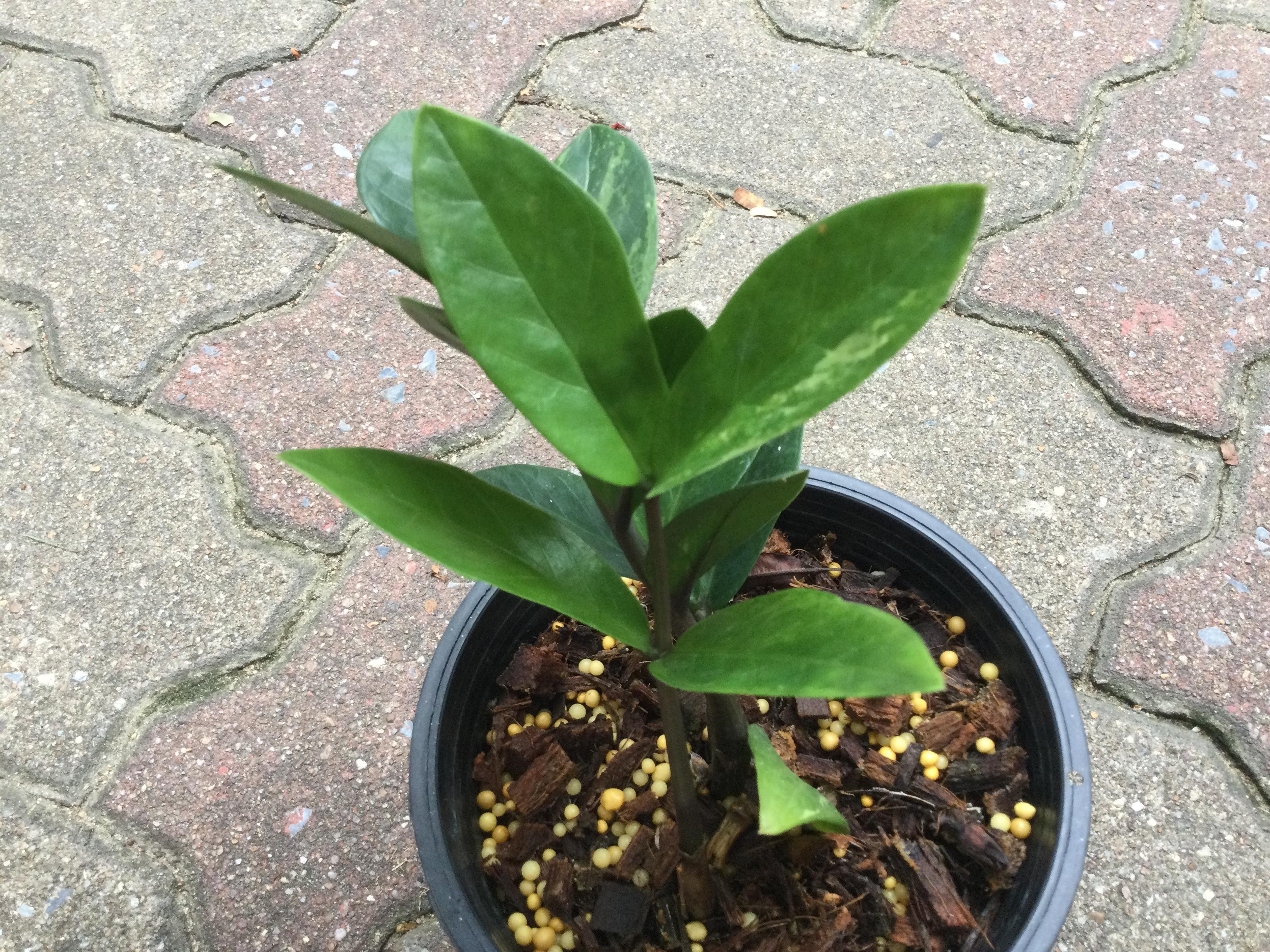 ต้นกวักมรกตแคระด่าง กระถาง 6 นิ้ว / ต้น