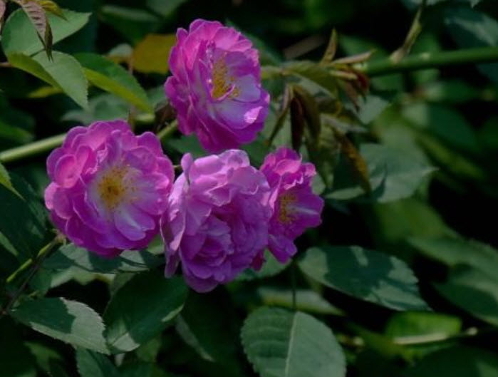 กุหลาบเลื้อย สีม่วง / 100 เม็ด (PT7)
