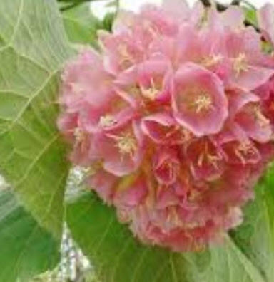 พุดตานญี่ปุ่น พุดตาลญี่ปุ่น ดอกชมพู / 20 เม็ด