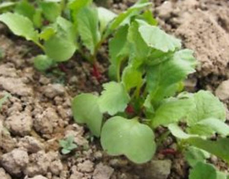 ไชเท้า ไรอา (Radish - RIA) สีแดง / 100 เม็ด (UK)