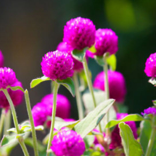 บานไม่รู้โรย (Globe Amaranth) สีบานเย็น / 100 เม็ด (ไทย)