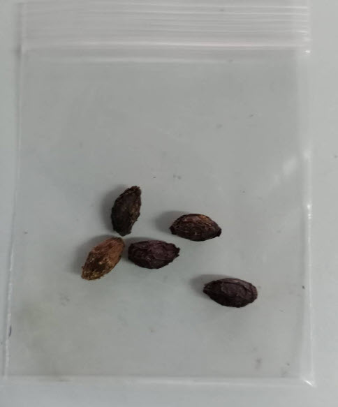 ฟริงก์ หรือไวท์ ฟริงก์ (Fringe tree) / 5 เม็ด (USA) หายากมาก