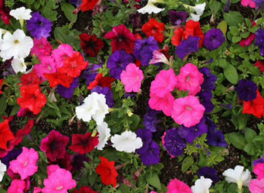 พิทูเนีย ดีลักซ์ (Petunia Delux) คละ / 1,000 เม็ด (UK)