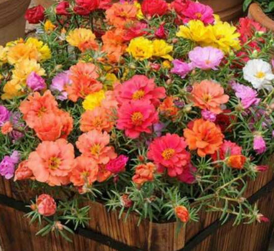 แพรเซี่ยงไฮ้ (Moss-rose) คละ / 200 เม็ด (China)