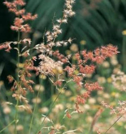 หญ้าชมพู หญ้าดอกชมพู pink grass / 500 เม็ด