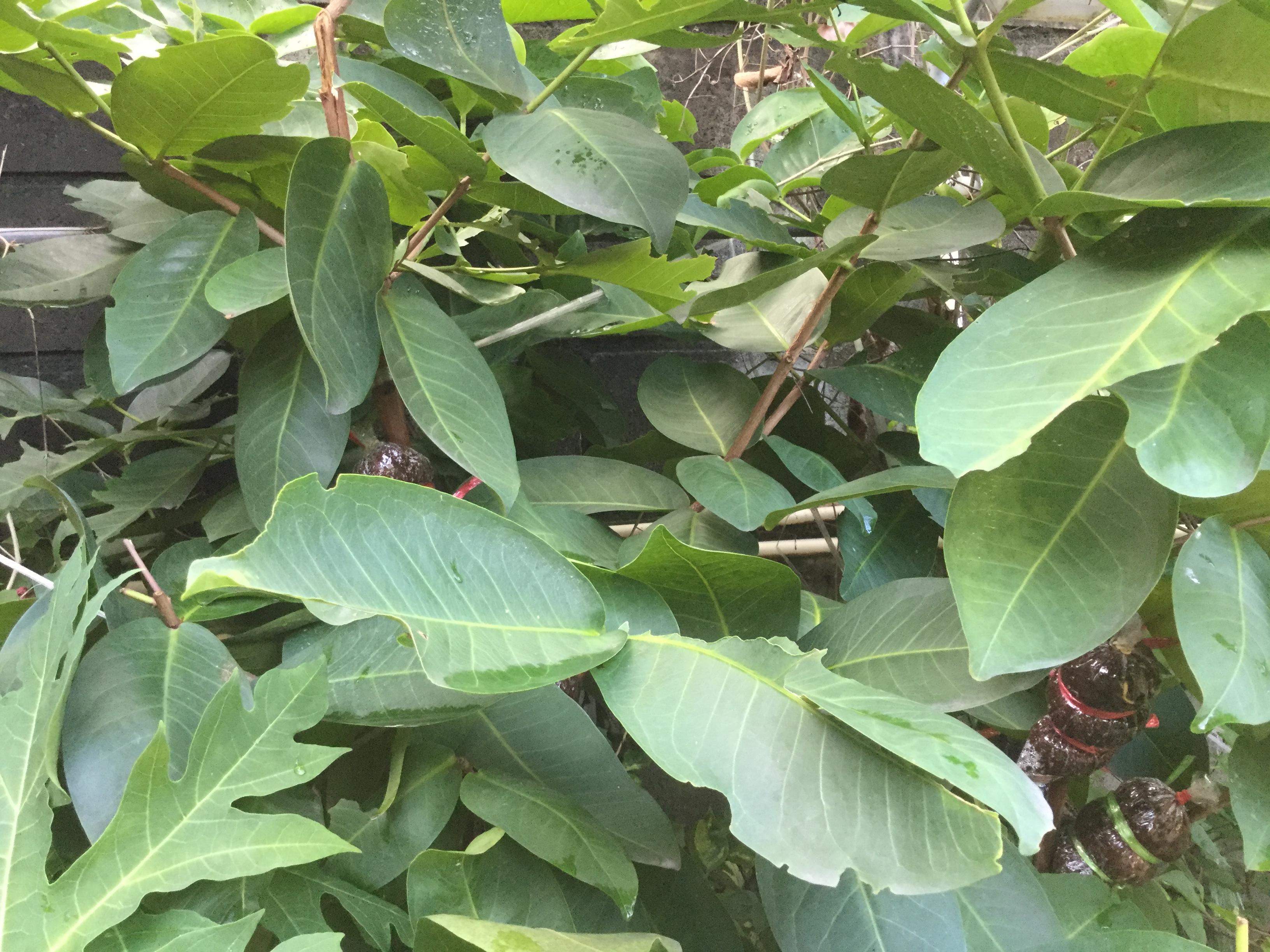 ต้นชมพู่สตรอเบอรี่ กิ่งตอน สูง 35-50 ซ.ม.