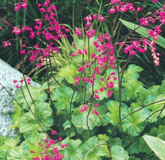 ฮิวเชร่า (Heuchera - Bressingham Hybrid) / 100 เม็ด (Australia)