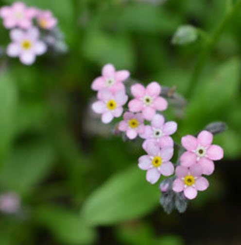 ฟอร์เก็ตมีน็อท (Forget Me Not) สีชมพู / ซอง 50 เม็ด (A252)