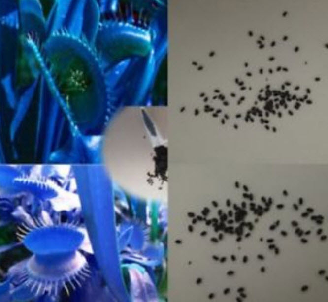 กาบหอยแครงยักษ์ สีฟ้า / 80 เม็ด