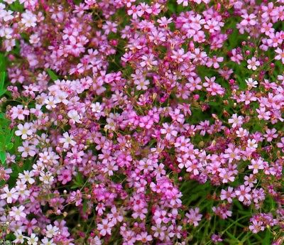 ยิปโซ คริมซัน (Crimson Gypsophila) / 2,000 เม็ด (UK)*