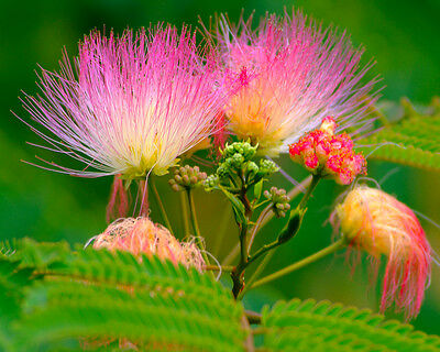 บอนไซ Persian silk tree / 25 เม็ด (นอก)