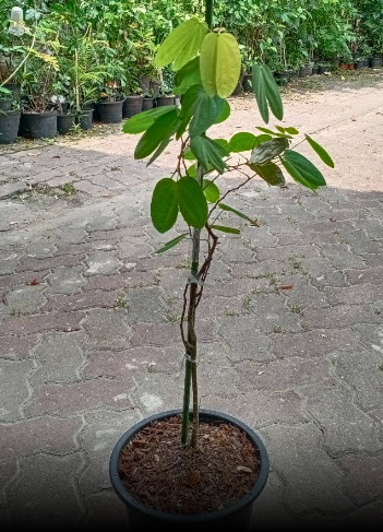 ต้นสร้อยสยาม ชงโคสยาม เสี้ยนแดง กระถาง 10 นิ้ว ไม้เลื้อย