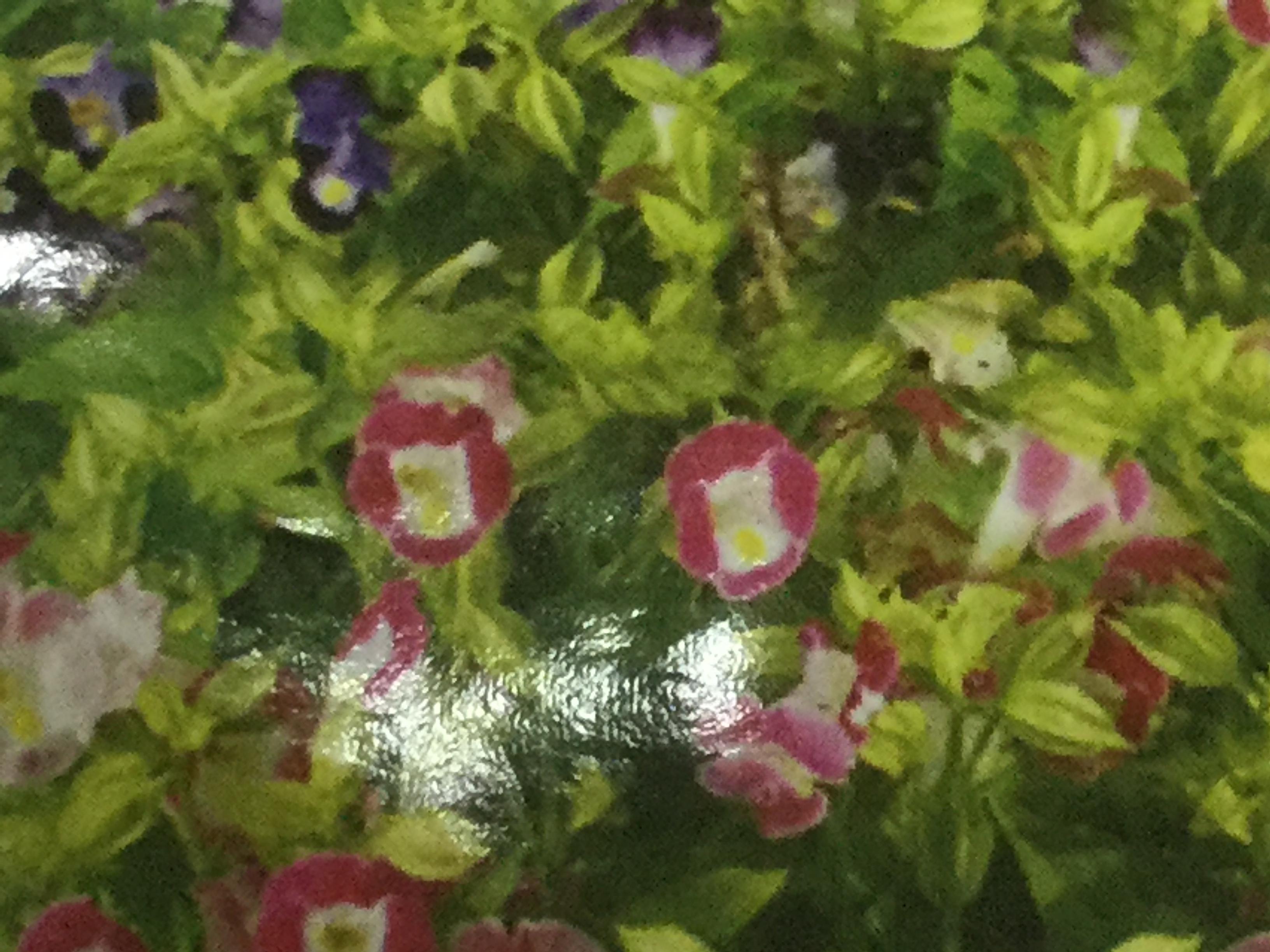 แววมยุรา (Torenia) / ซอง