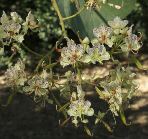 กล้วยไม้ต้น (Orchid Tree / B. Retusa) / 10 เม็ด (Italy)