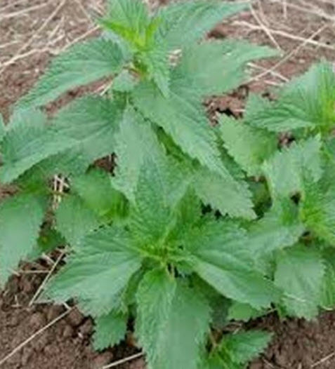 สตริงกิง เนทเติล (Stinging Nettle / Urtica dioica) / 1,300 เม็ด (UK) *
